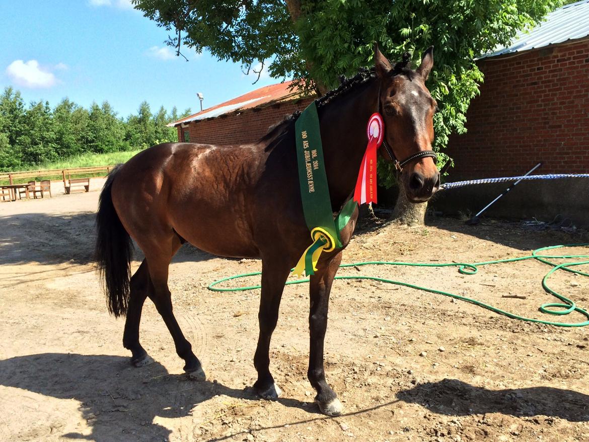Dansk Varmblod Bøgegårdens Landsriver - Min smukke drengn ved sidste stævne, så stolt af ham  <3 billede 15