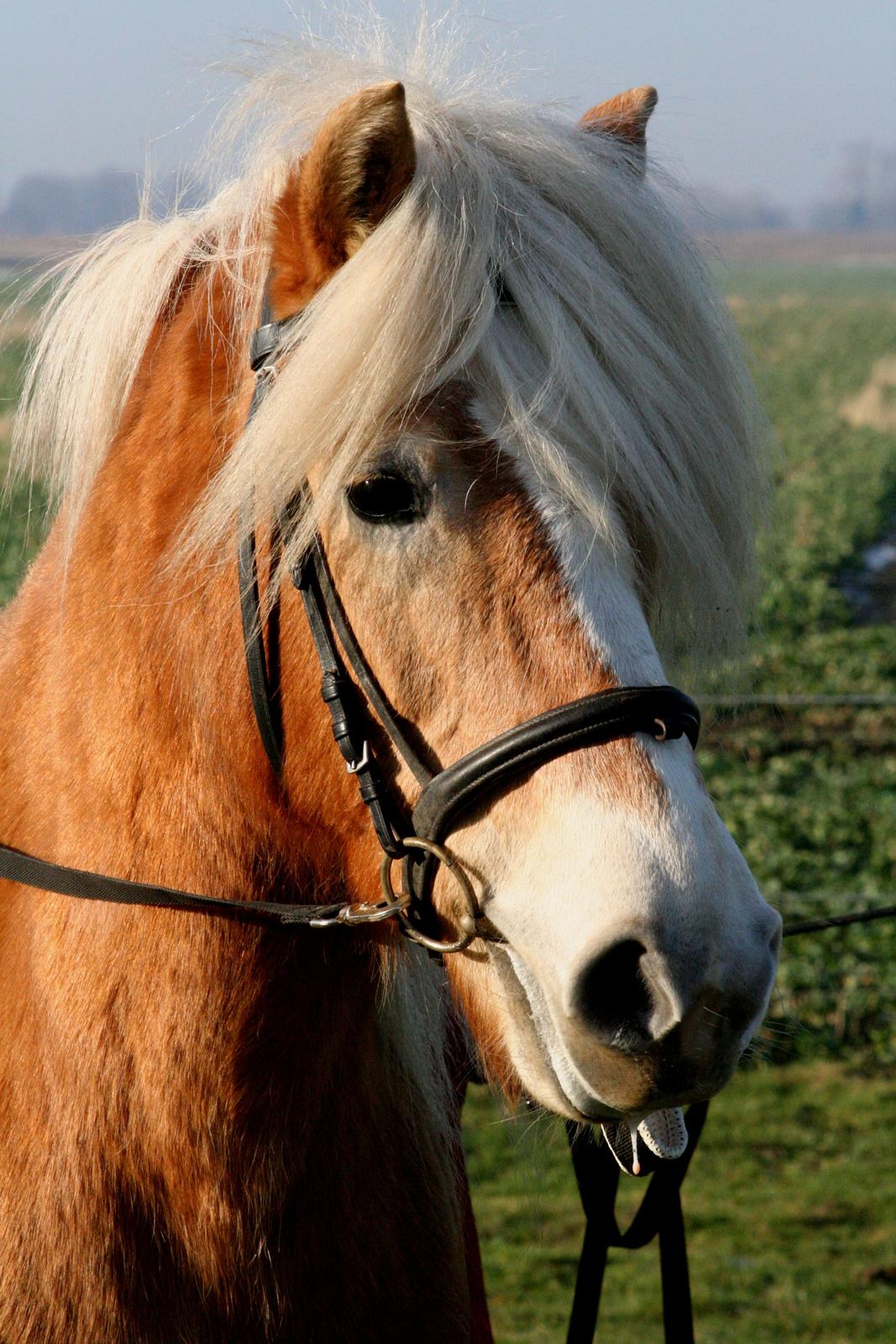 Haflinger Kløv´s Umberta billede 3