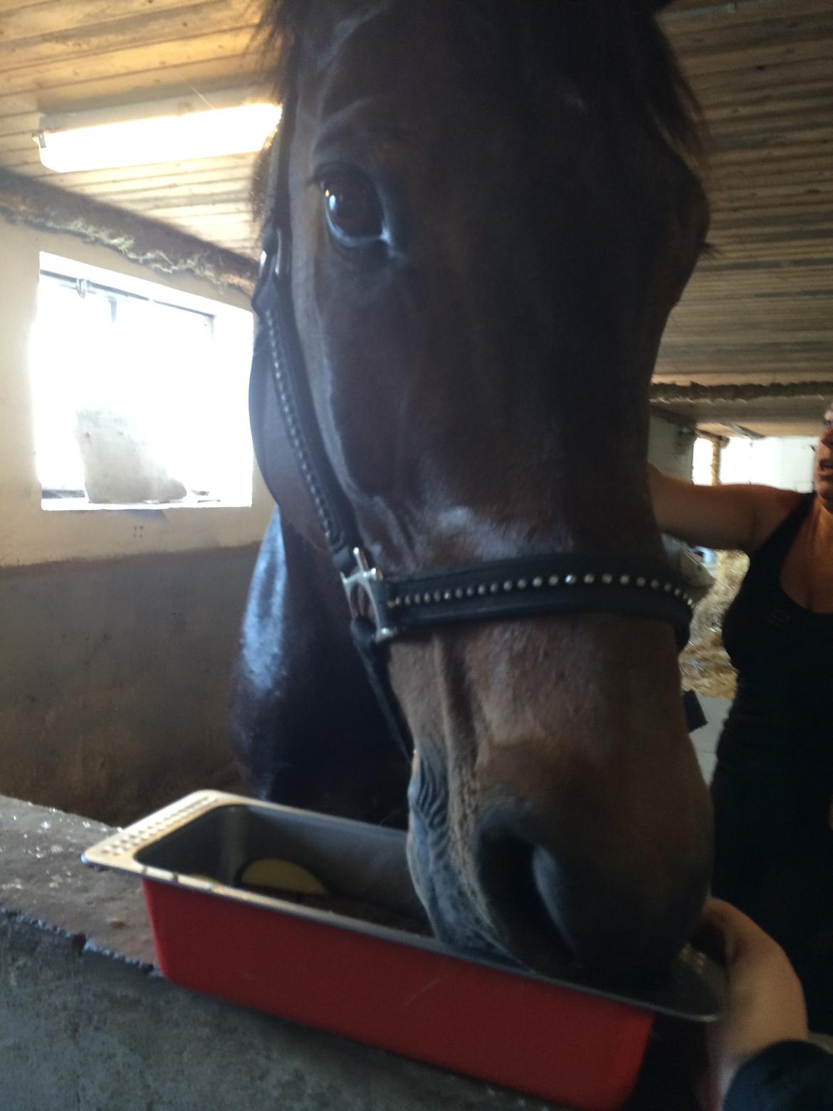 Dansk Varmblod Bøgegårdens Landsriver - Rivers fødselsdag, selvfølgelig skulle han have kage  billede 16