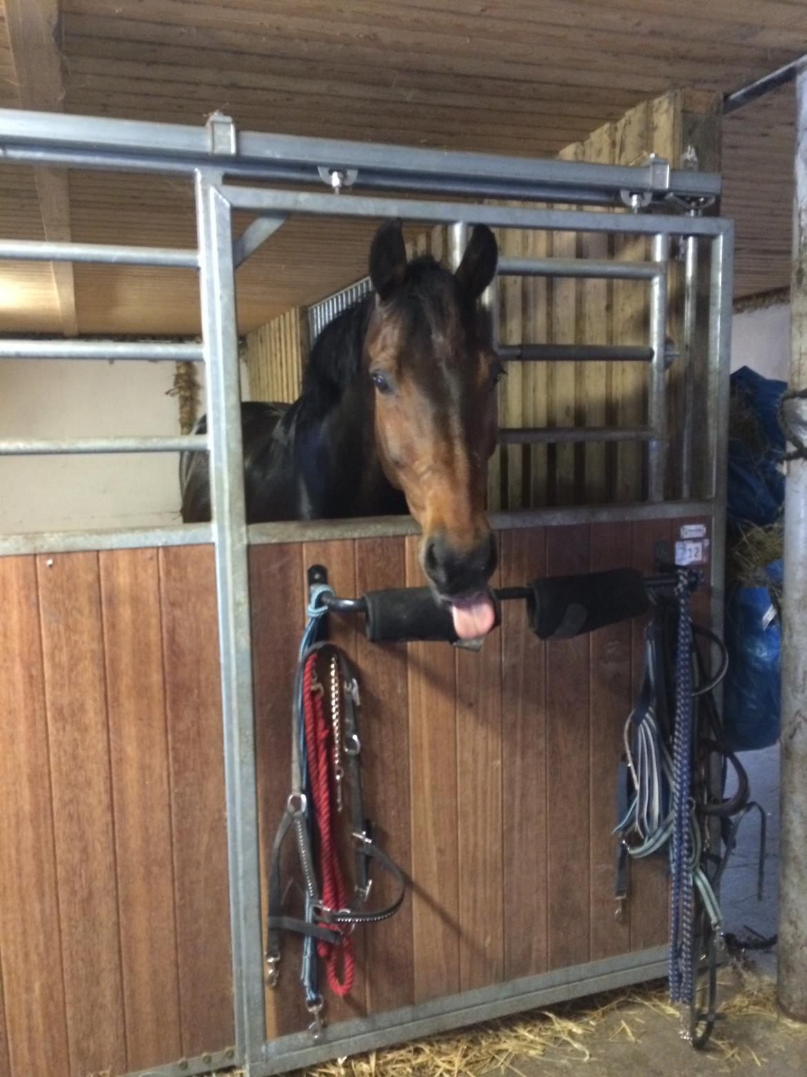 Dansk Varmblod Bøgegårdens Landsriver - Tillykke smukke dreng 16 år <3  billede 17