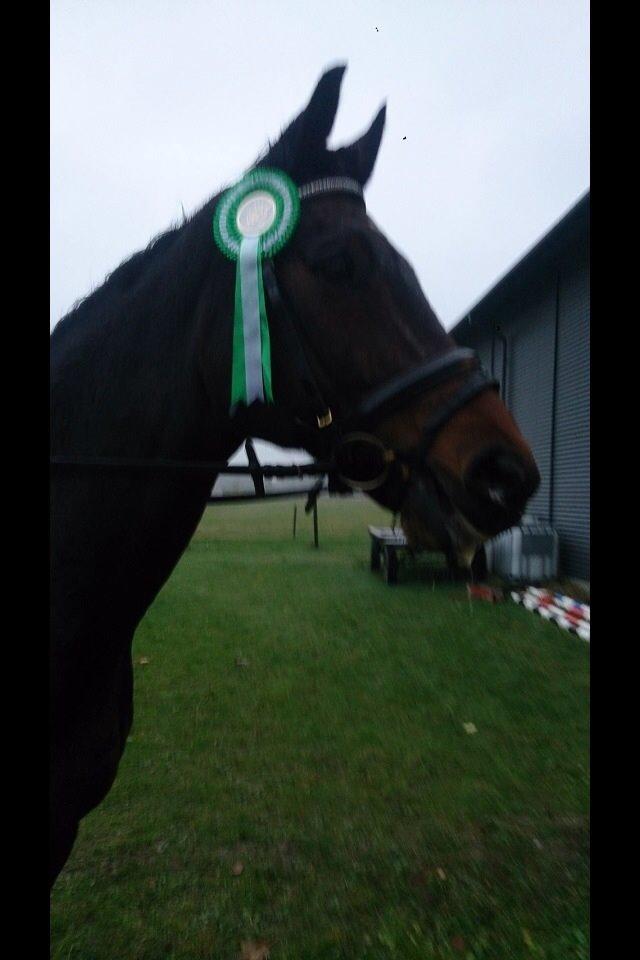 Dansk Varmblod Bøgegårdens Landsriver - Stolt af min smukke  dreng <3 billede 20