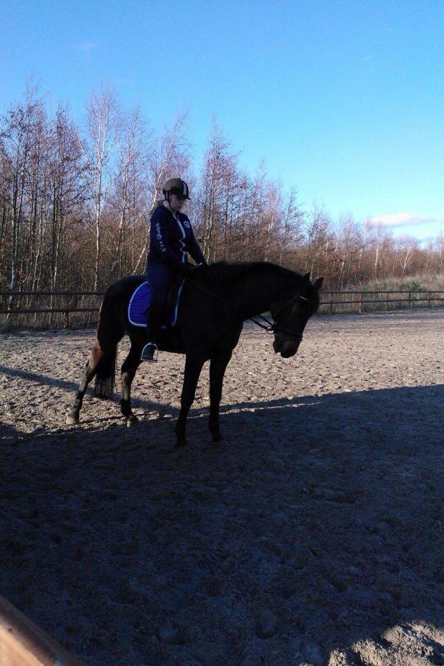 Dansk Varmblod Bøgegårdens Landsriver - træning billede 23