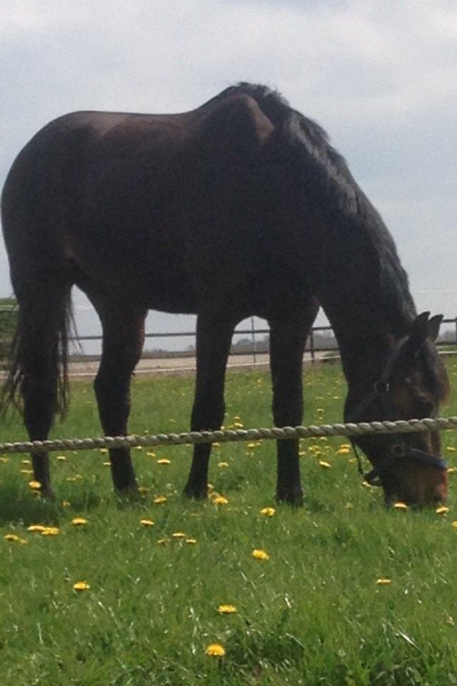 Dansk Varmblod Bøgegårdens Landsriver - Elsker at være på fold <3 billede 26