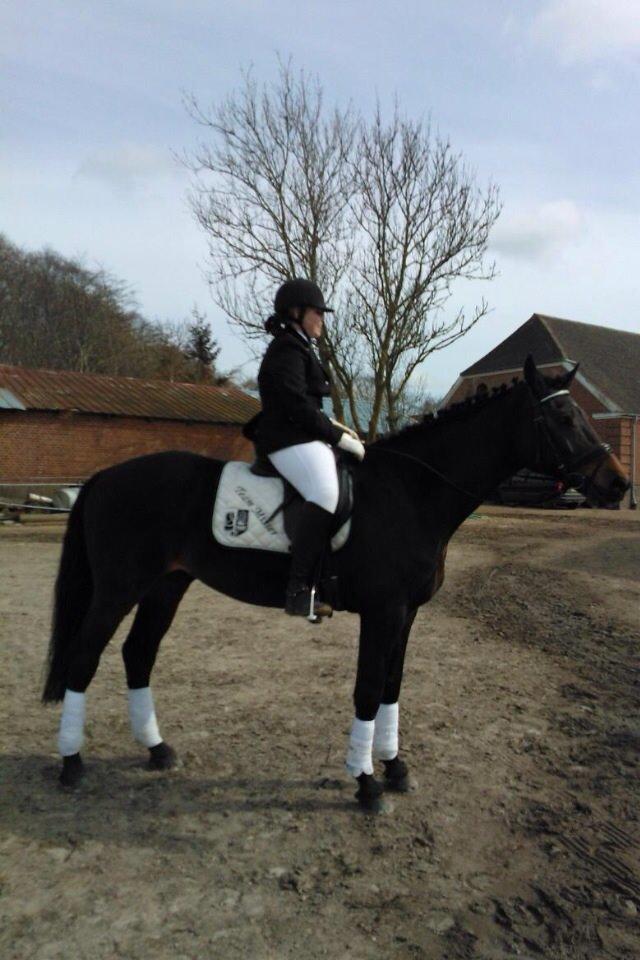 Dansk Varmblod Bøgegårdens Landsriver - River til stævne <3  billede 25