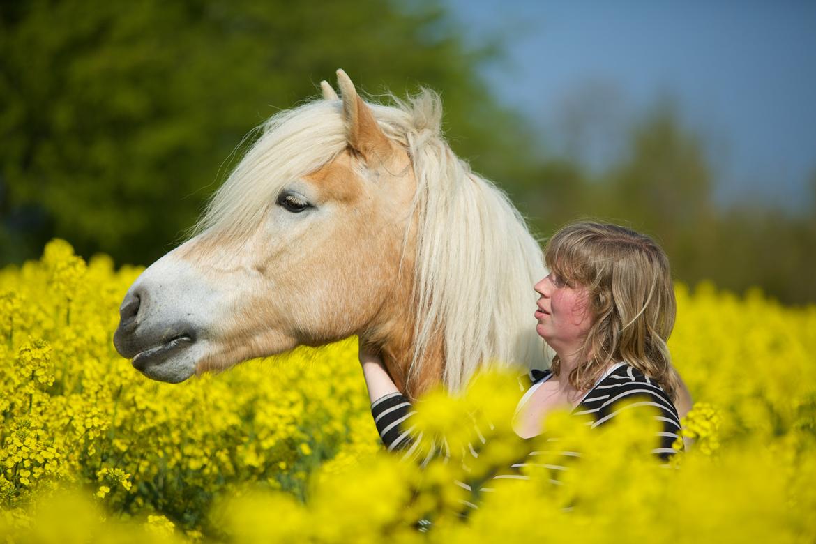 Haflinger Kløv´s Umberta - Du betyder så meget for mig :-) billede 7