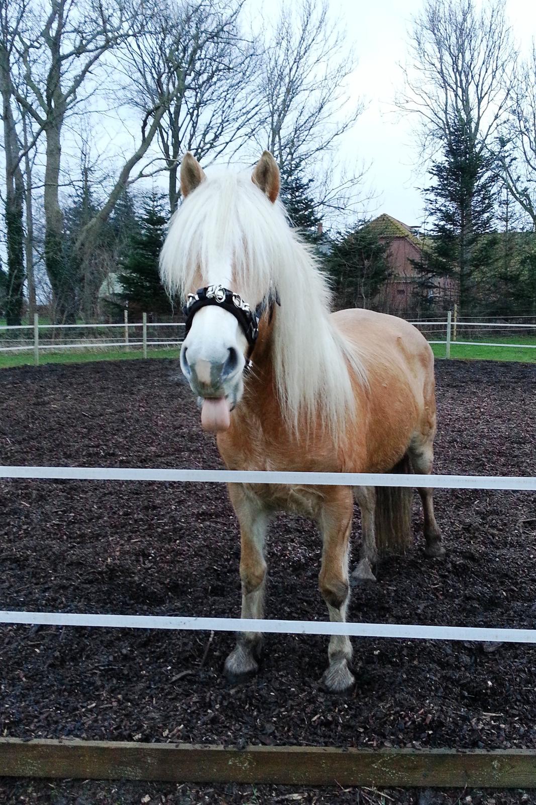 Haflinger Kløv´s Umberta - Lidt fræk kan man også være  billede 23