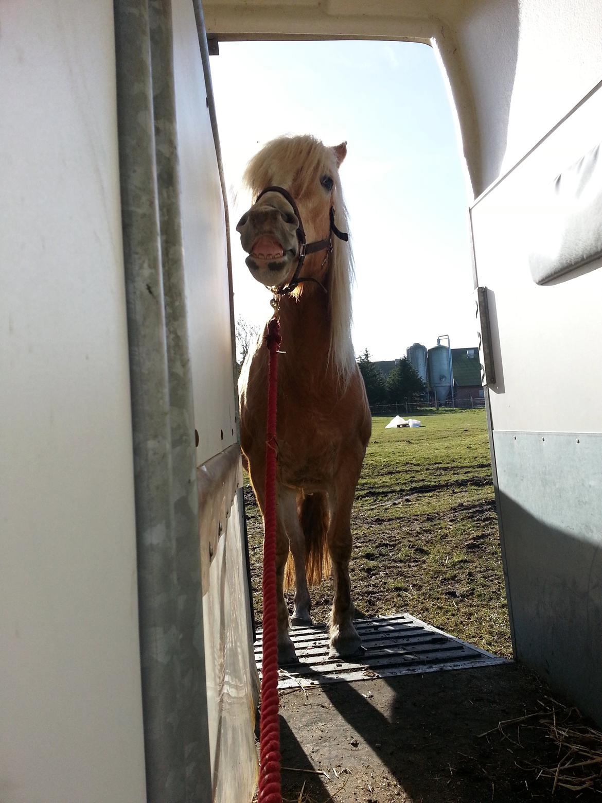 Haflinger Kløv´s Umberta - Trailer træning. Når man ikke tør kan man da altid smile :-) billede 11