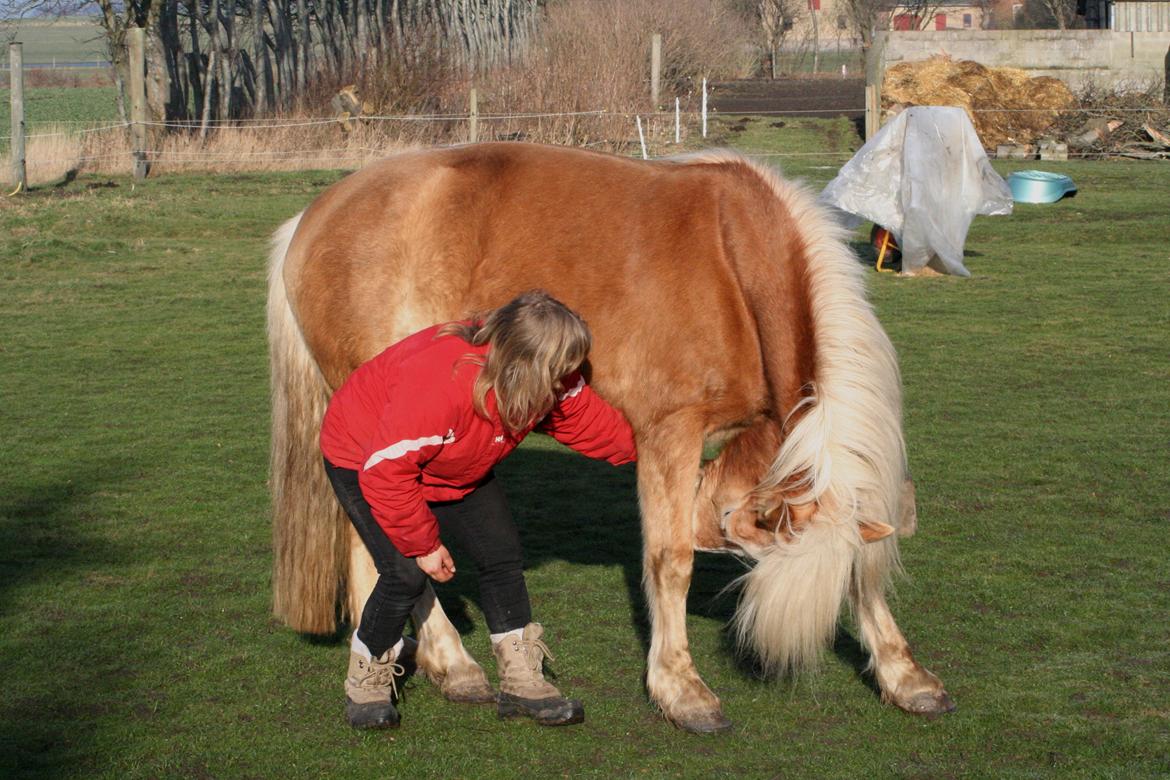 Haflinger Kløv´s Umberta billede 16