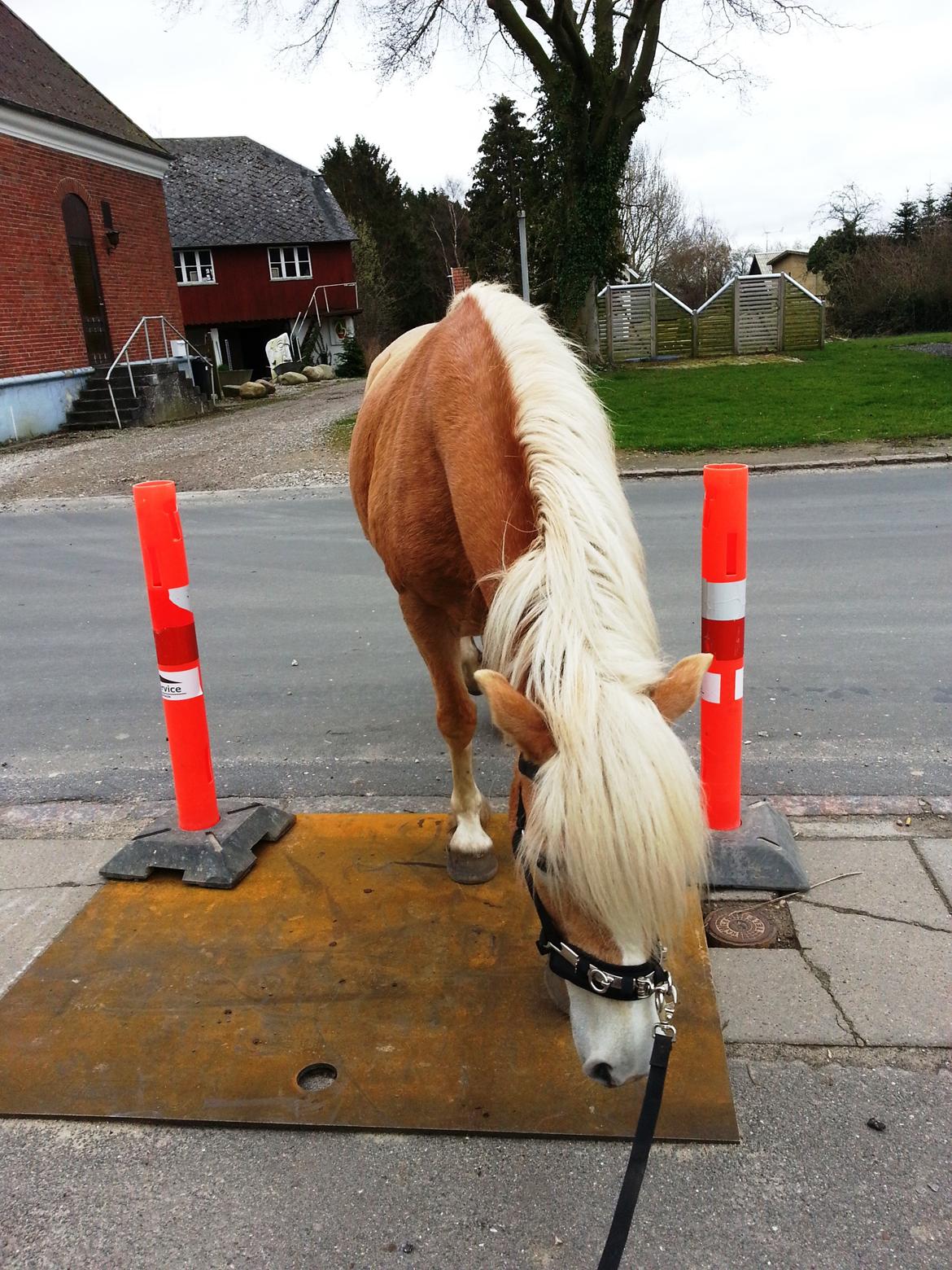 Haflinger Kløv´s Umberta - Lidt farligt var det at gå over den plade. Men det lykkes også at stå stille på den  billede 17