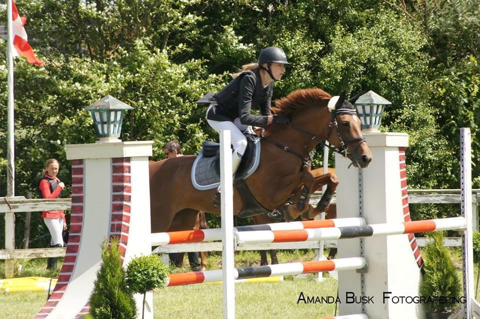 Anden særlig race Clements Penelope - Amanda busk fotografering!  billede 24