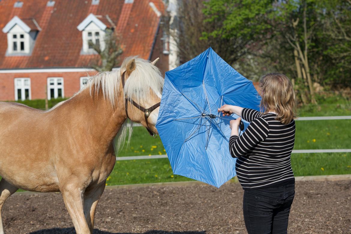 Haflinger Kløv´s Umberta - Andet møde med en paraply. Hun hoppede ikke engang væk selvom den åbnede sig. billede 20