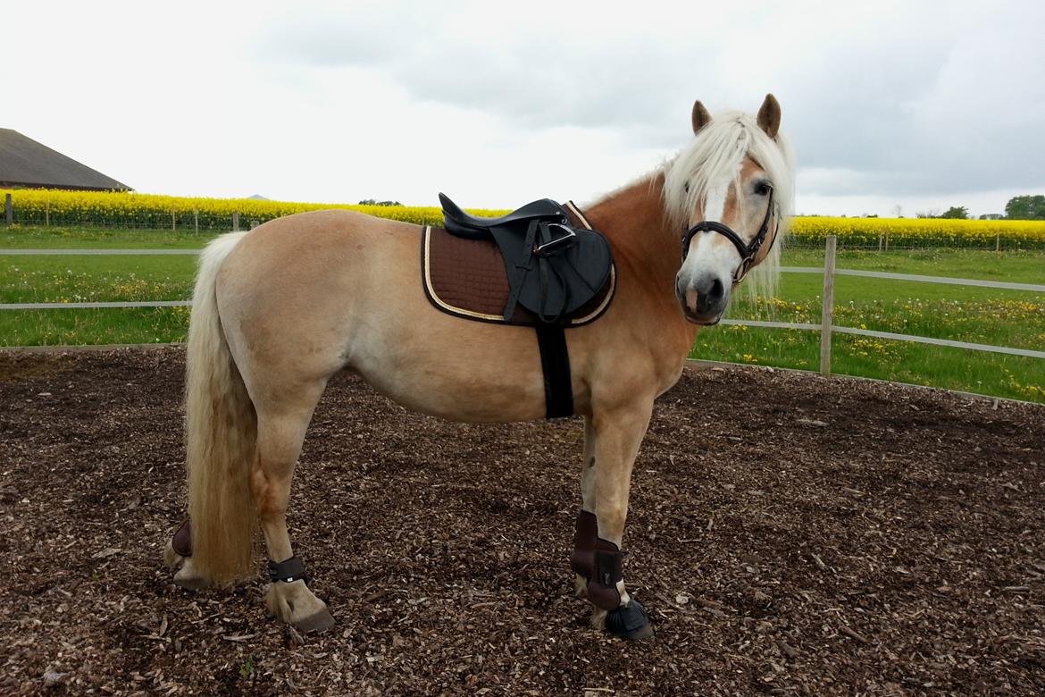 Haflinger Kløv´s Umberta - Bliv så klar til at komme på ryggen igen efter graviditet 2014 billede 22