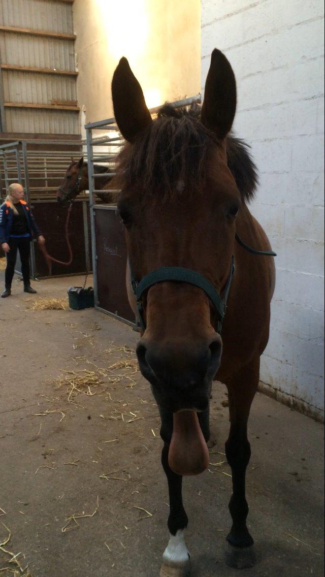 Dansk Varmblod Chilli Nørrekær billede 11