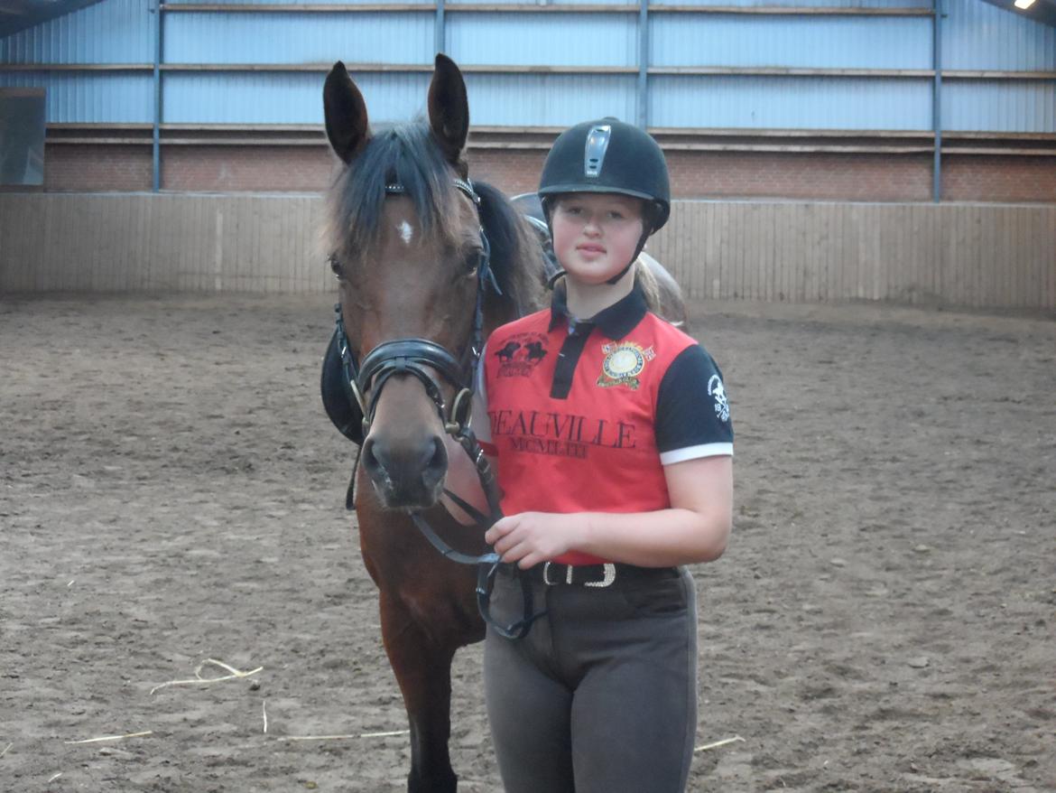 Dansk Varmblod Chilli Nørrekær billede 17