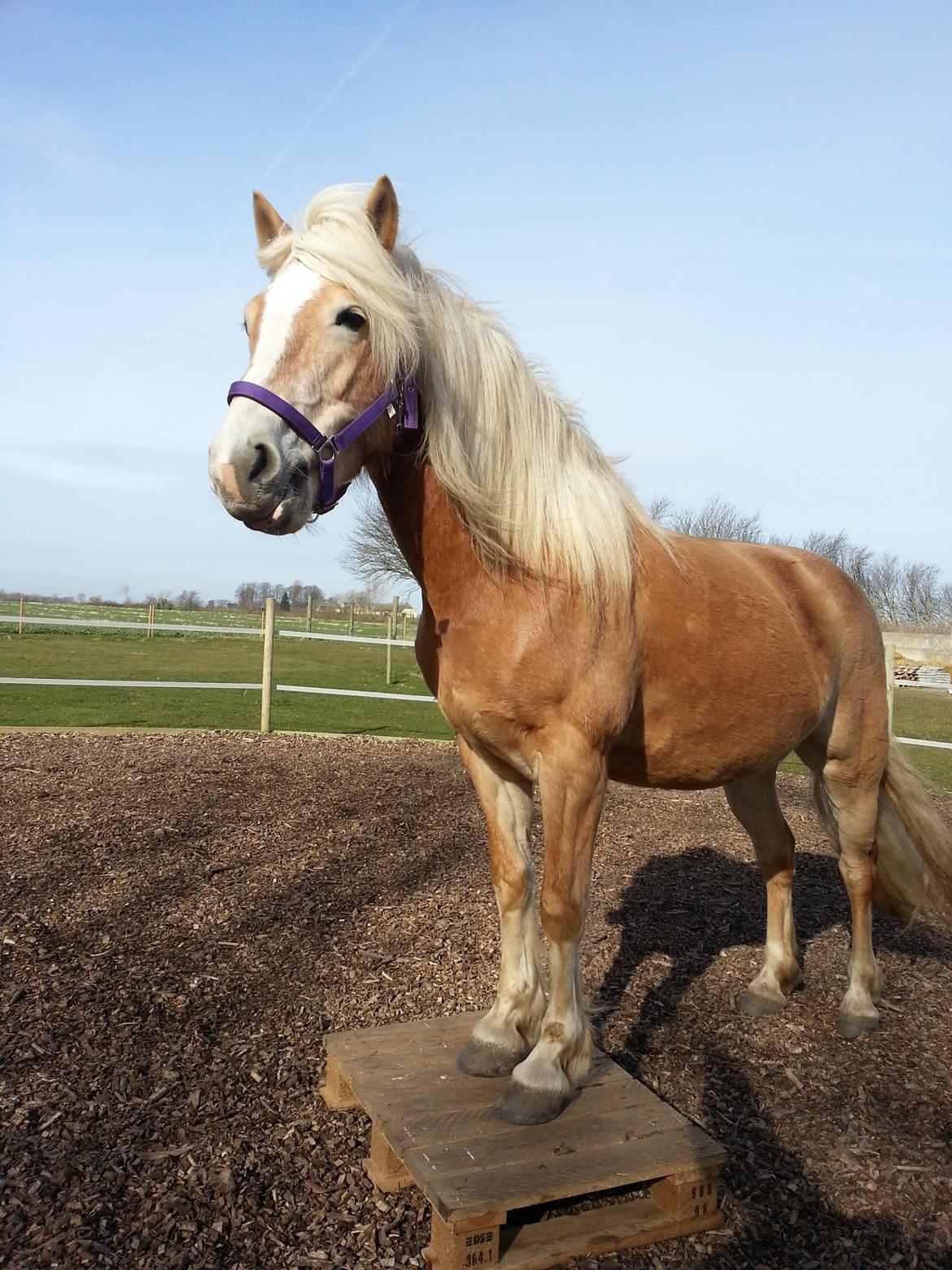 Haflinger Kløv´s Umberta - Jep nu kom jeg op på pallen :-) billede 26