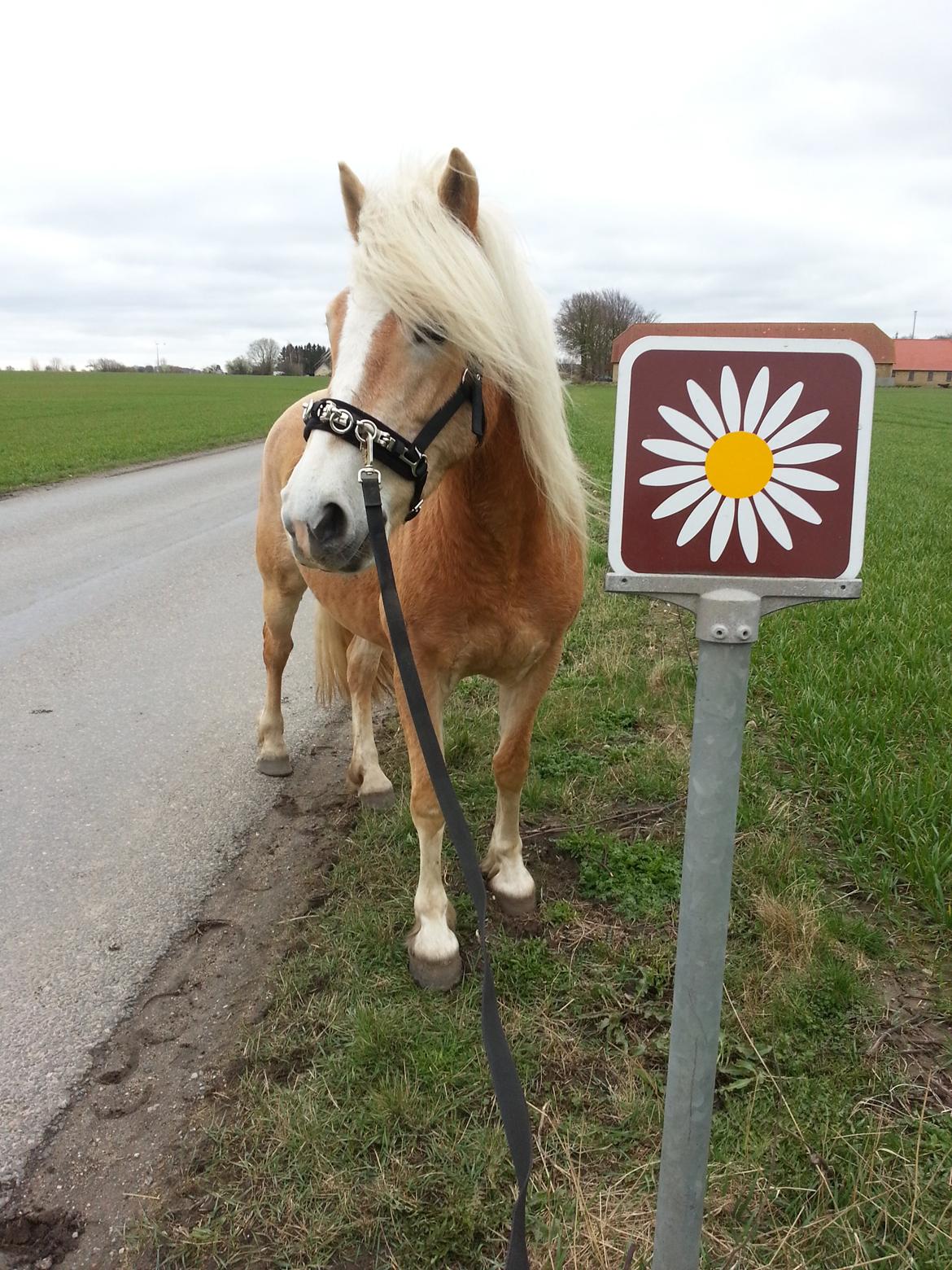 Haflinger Kløv´s Umberta - På gåtur billede 29