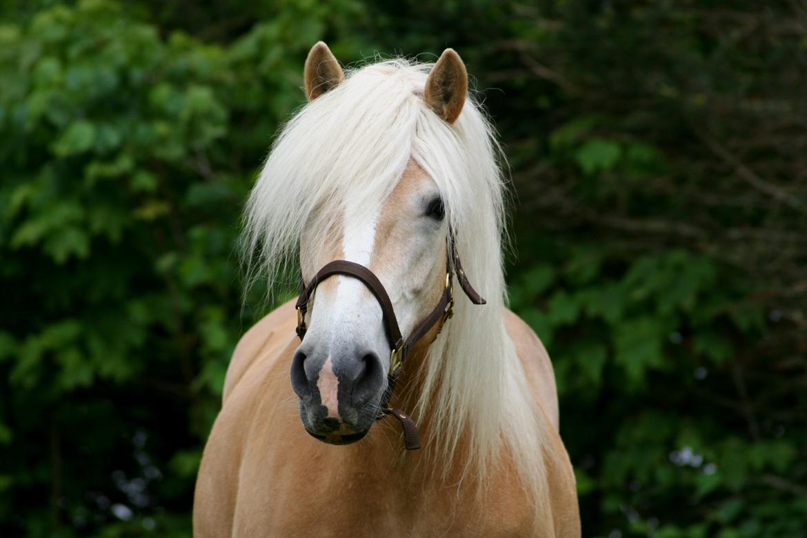 Haflinger Kløv´s Umberta billede 31