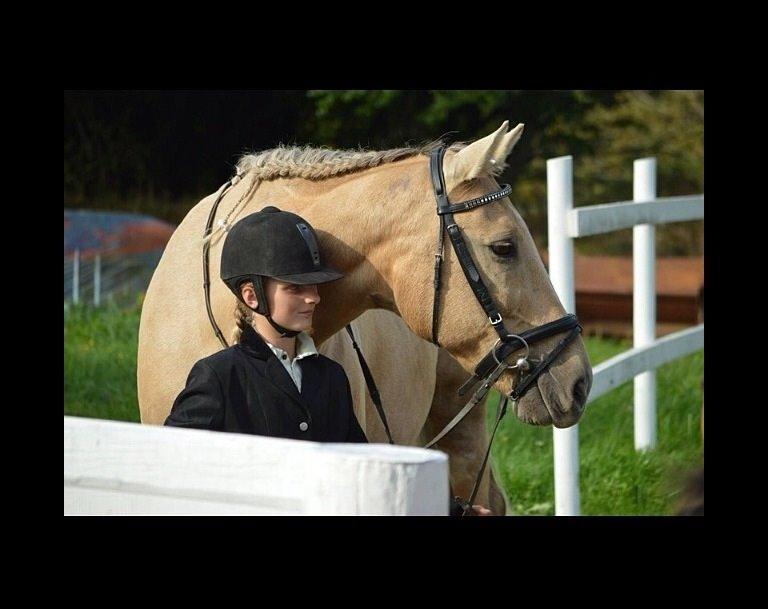 Palomino Sandgravgårdens Falcon [tidl. Part] billede 1