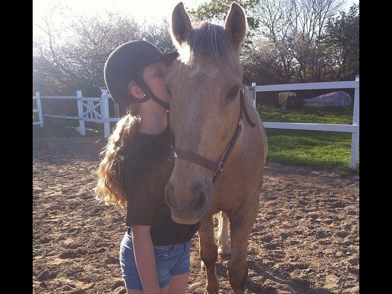 Palomino Sandgravgårdens Falcon [tidl. Part] billede 2