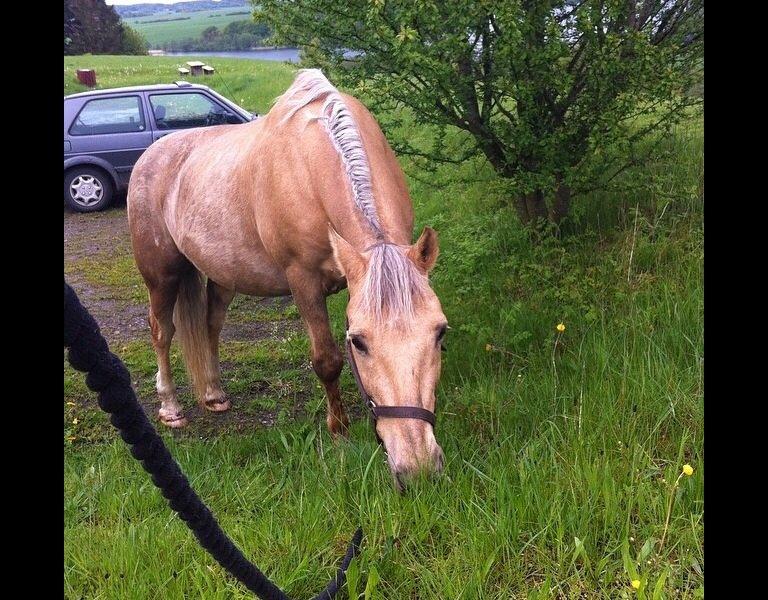 Palomino Sandgravgårdens Falcon [tidl. Part] billede 3