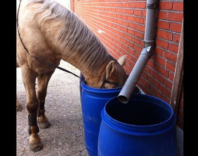 Palomino Sandgravgårdens Falcon [tidl. Part] billede 4