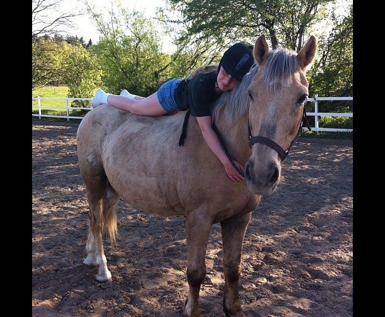 Palomino Sandgravgårdens Falcon [tidl. Part] billede 5