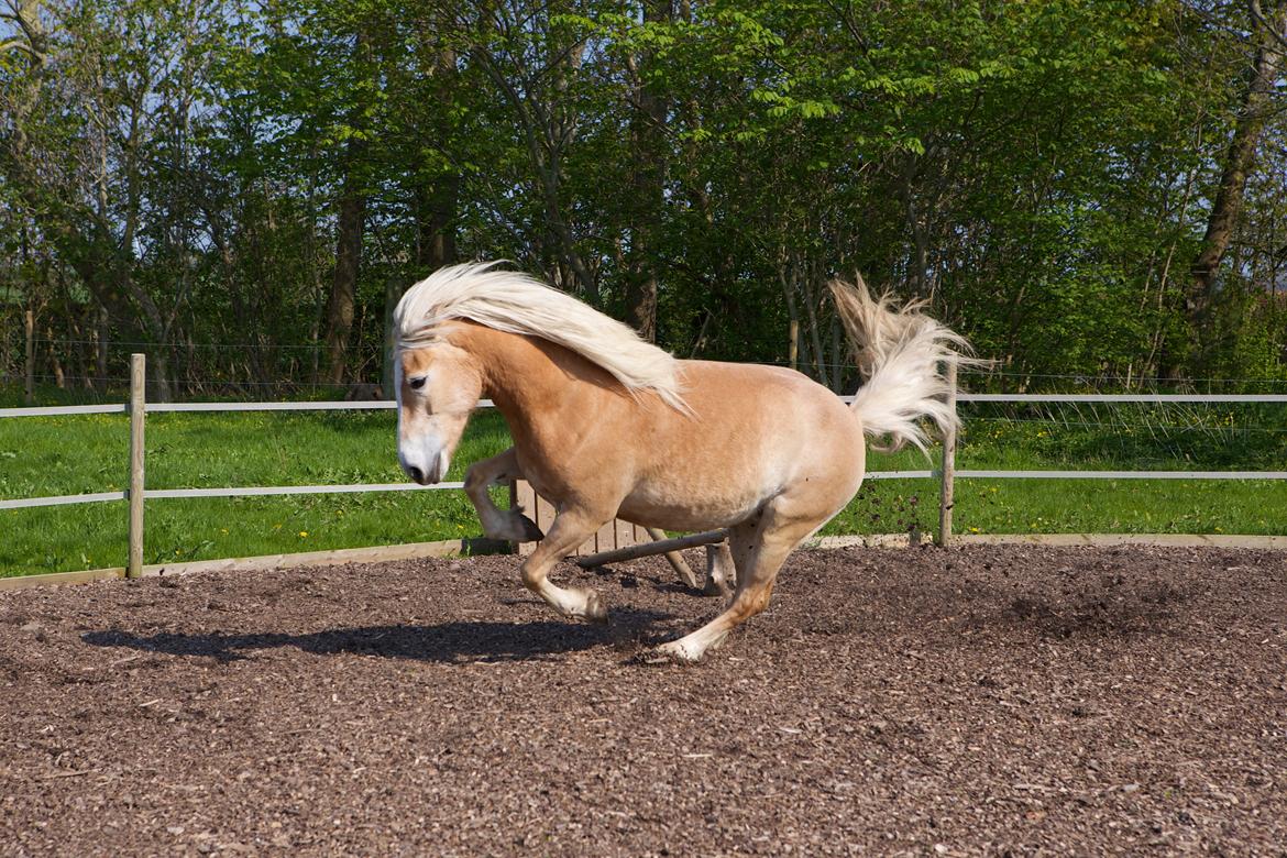 Haflinger Kløv´s Umberta - Så skal der lige krudtes af. billede 37