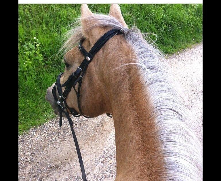 Palomino Sandgravgårdens Falcon [tidl. Part] billede 6