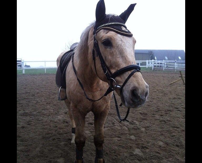 Palomino Sandgravgårdens Falcon [tidl. Part] billede 7