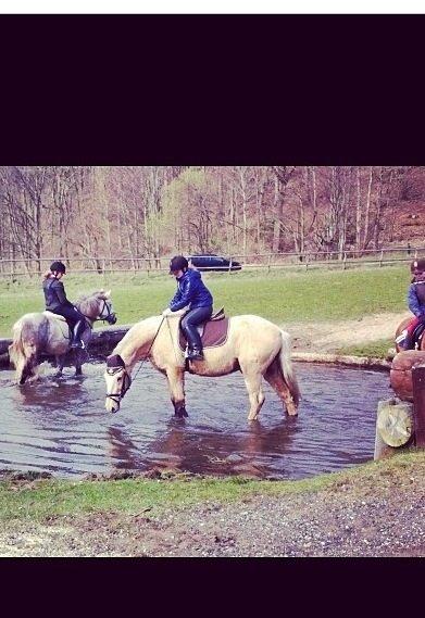 Palomino Sandgravgårdens Falcon [tidl. Part] billede 8