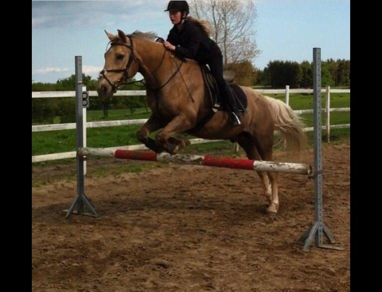 Palomino Sandgravgårdens Falcon [tidl. Part] billede 9