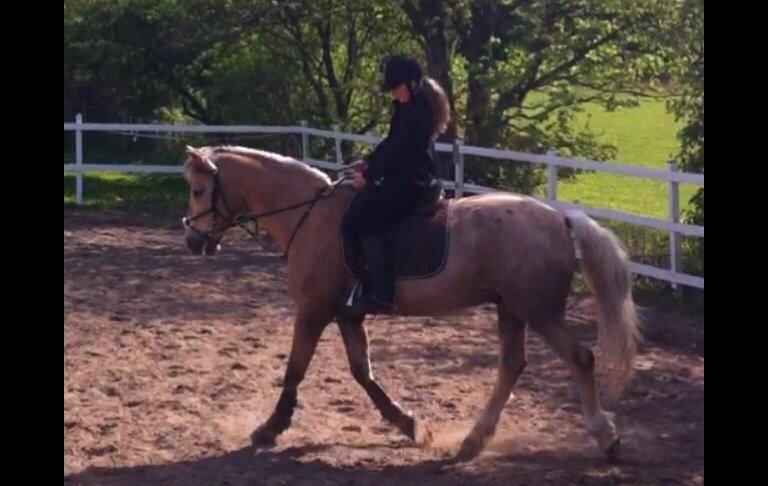 Palomino Sandgravgårdens Falcon [tidl. Part] billede 10