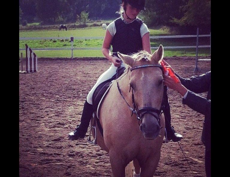 Palomino Sandgravgårdens Falcon [tidl. Part] billede 11