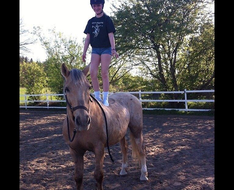 Palomino Sandgravgårdens Falcon [tidl. Part] billede 12