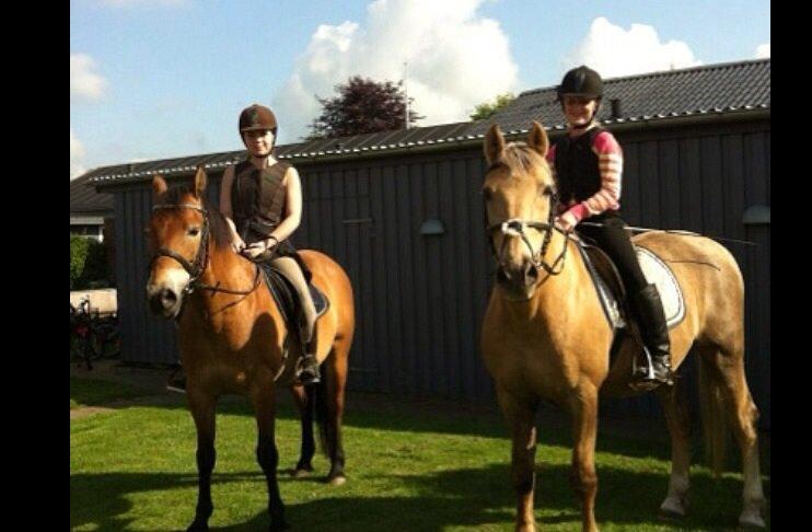 Palomino Sandgravgårdens Falcon [tidl. Part] billede 13