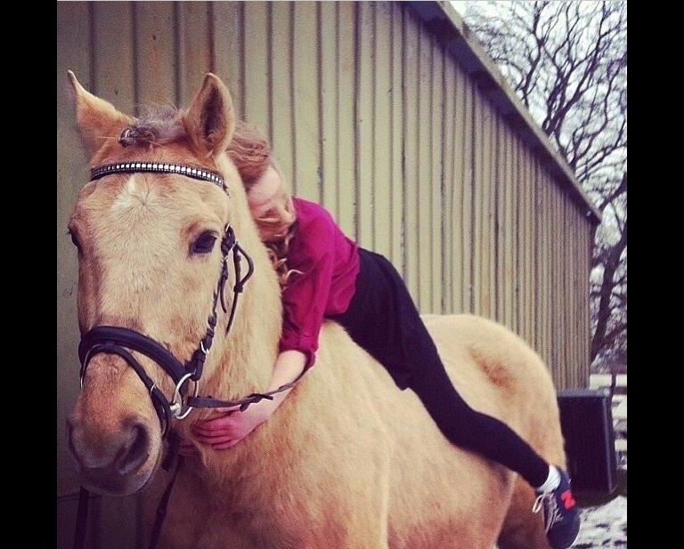 Palomino Sandgravgårdens Falcon [tidl. Part] billede 14