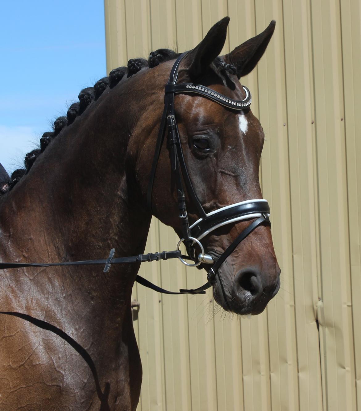 Dansk Varmblod Walodias Hope billede 1