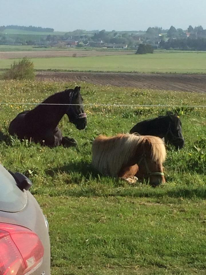 Frieser Oege S billede 2