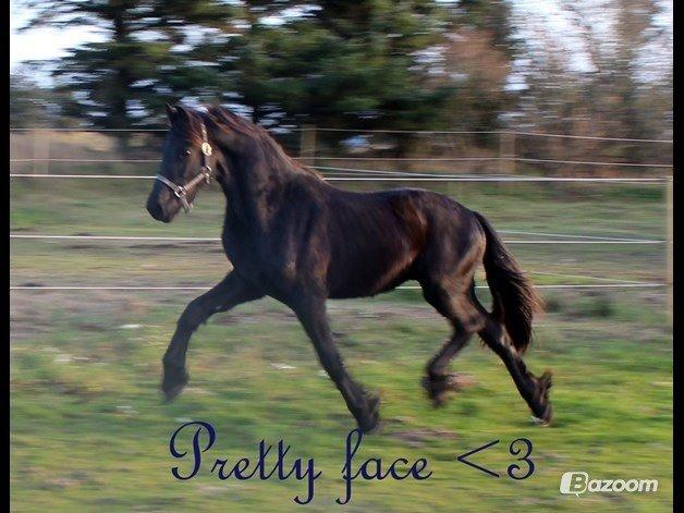 Frieser Oege S billede 3