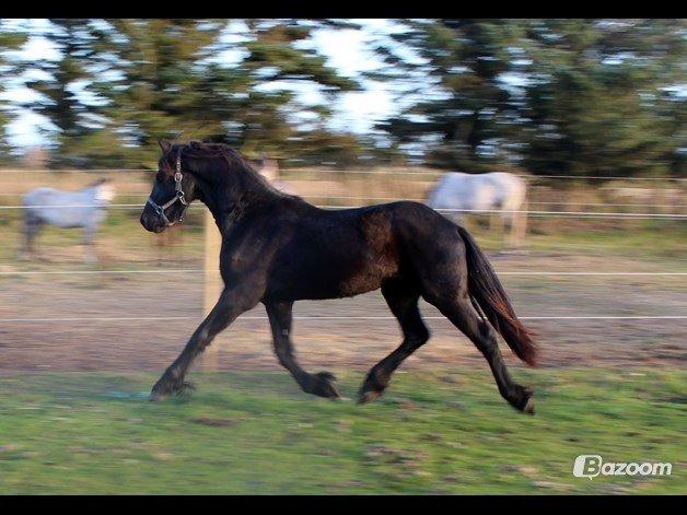 Frieser Oege S billede 4