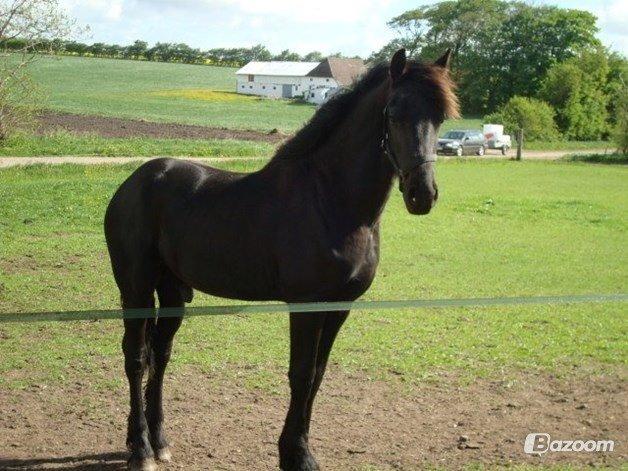 Frieser Oege S billede 5