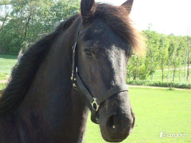 Frieser Oege S billede 6