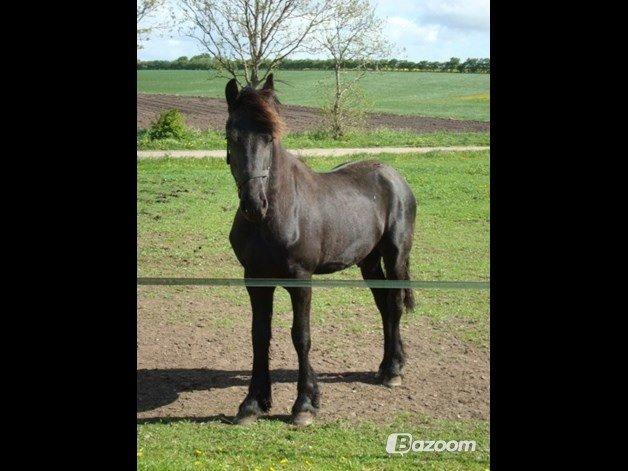 Frieser Oege S billede 7