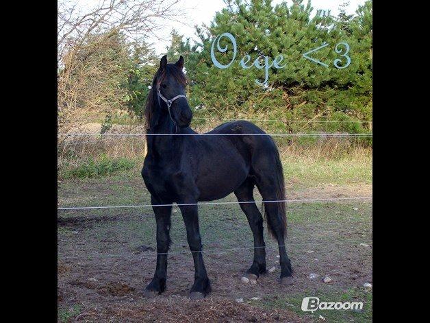 Frieser Oege S billede 9