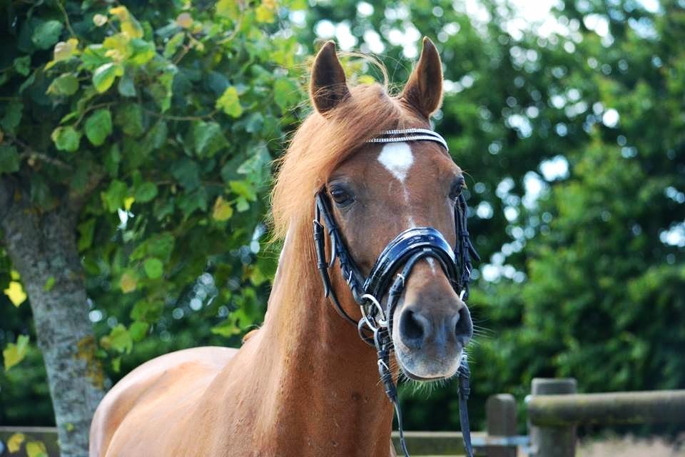 DSP Matthi B Pony! - Shoot billede 7