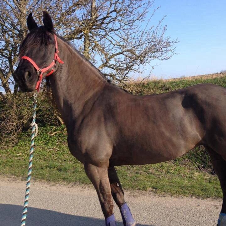 Frieser Olga af Hedegård billede 13