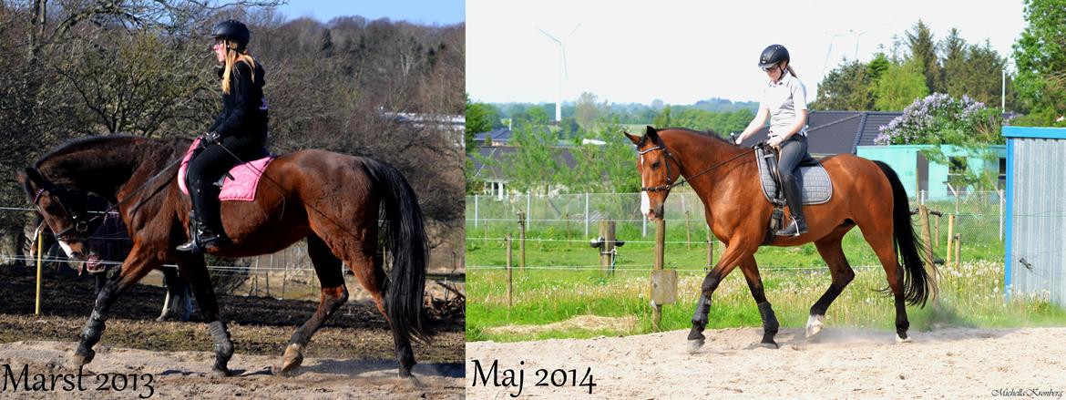 Holstener Costa Rica 32 - Ridemæssigt forandringsbillede :) Synes selv det er ret vildt :) billede 3