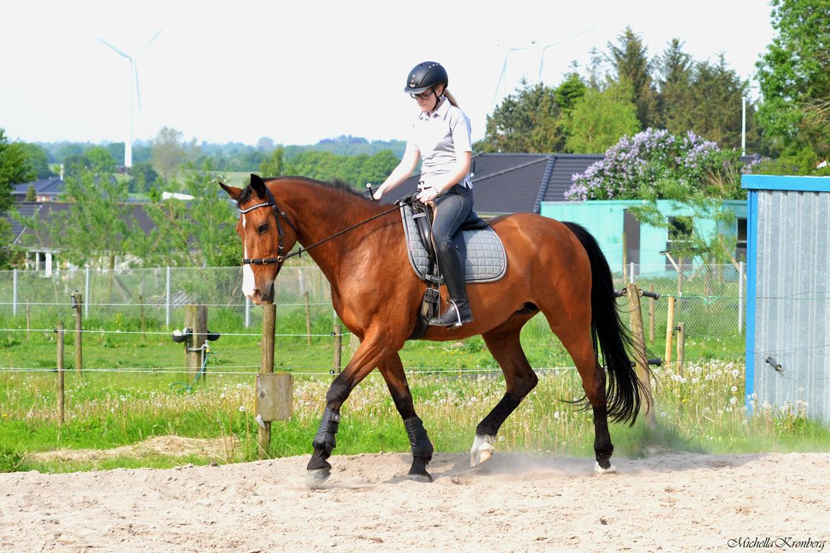 Holstener Costa Rica 32 billede 6