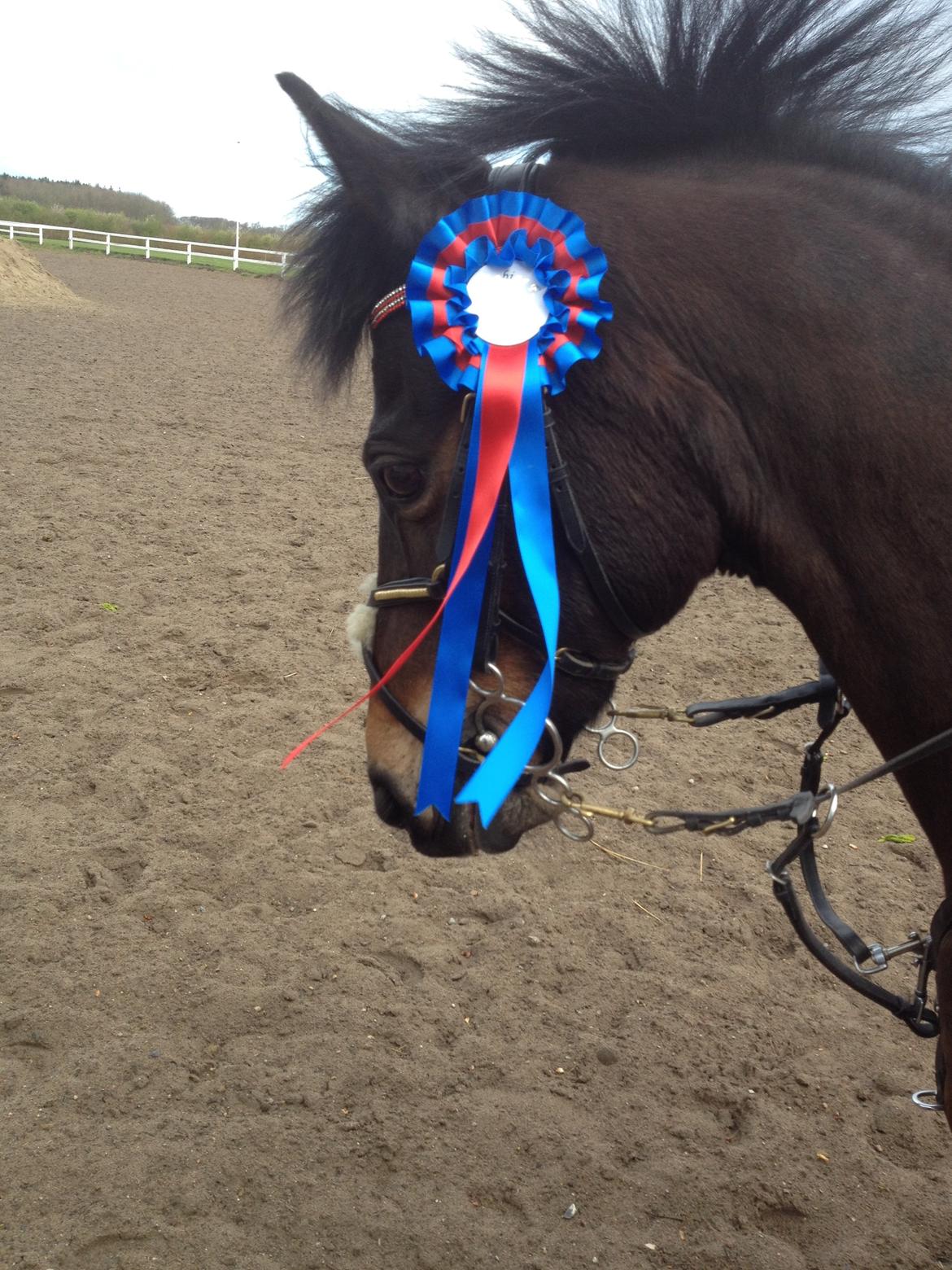 DSP Coco, du vil altid være i mit hjerte <3 billede 4