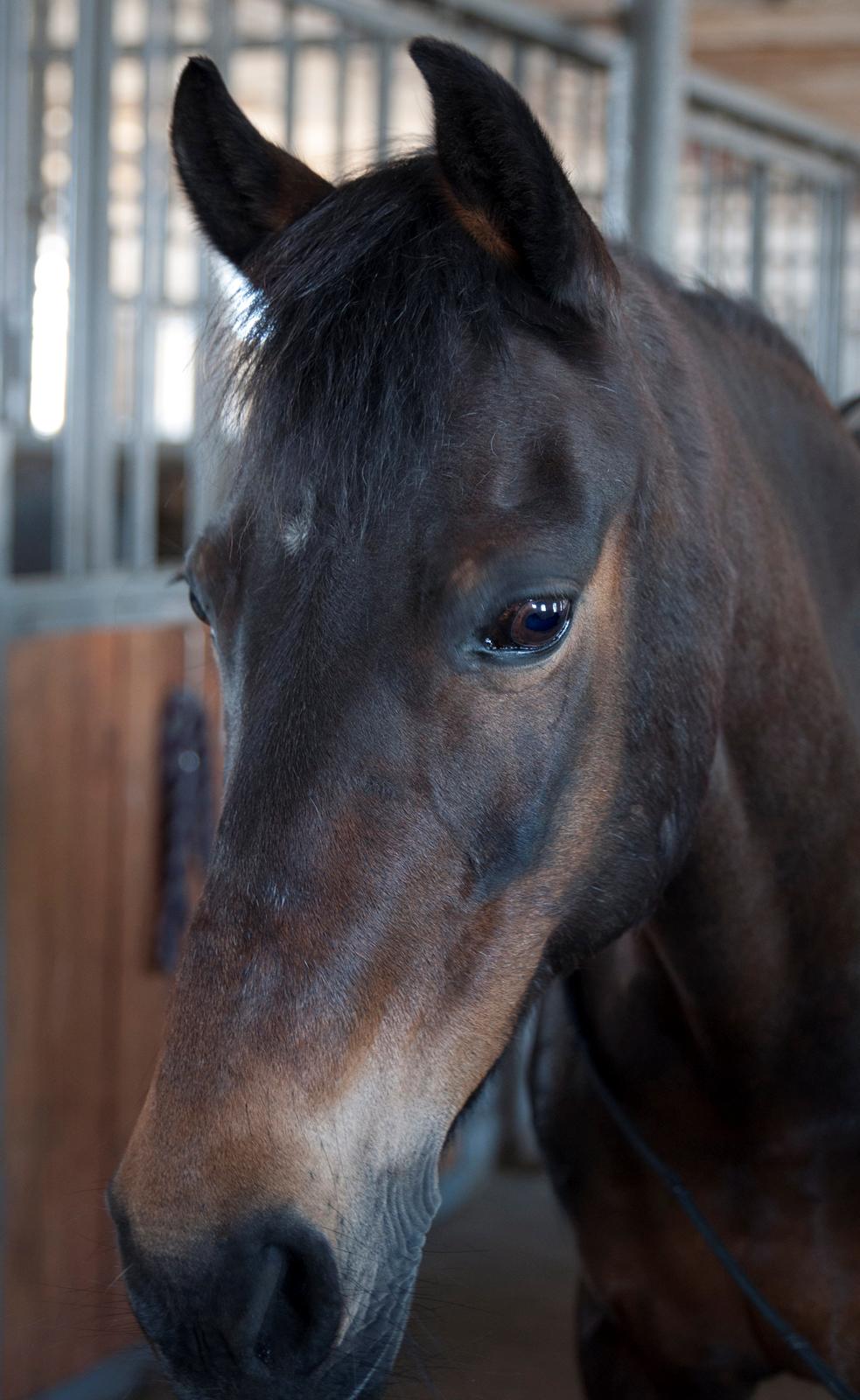 DSP Coco, du vil altid være i mit hjerte <3 - SÅ charmerende! billede 5